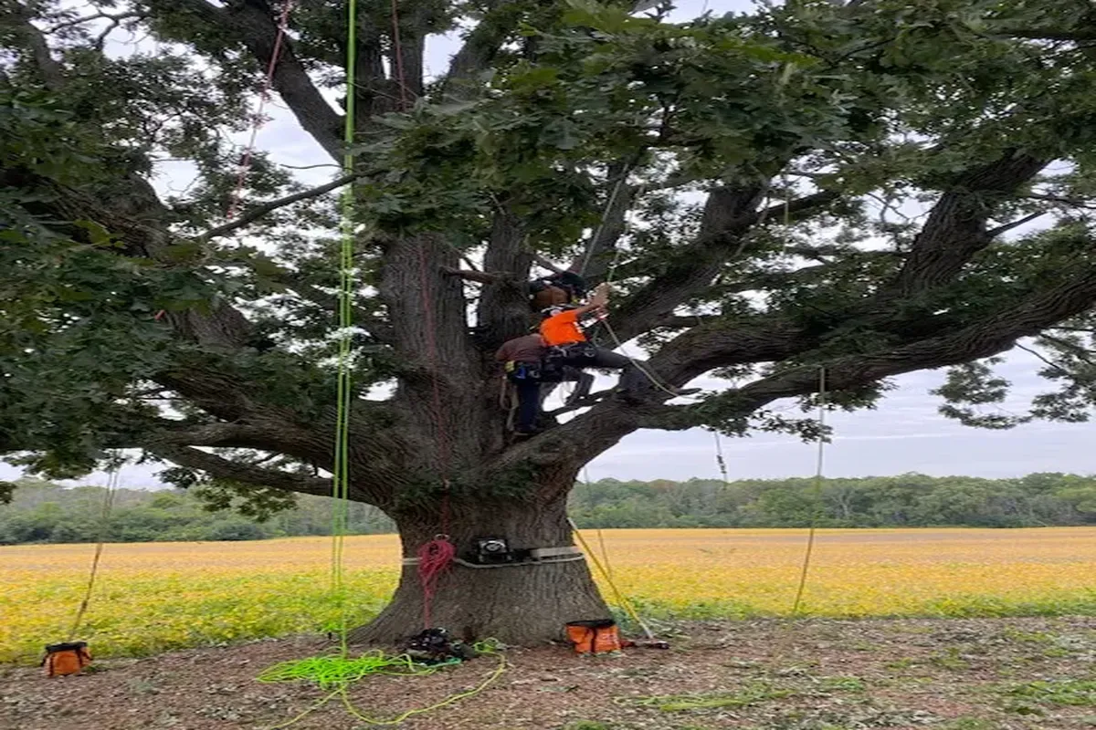 Worker cutting down tree with rope and equipment