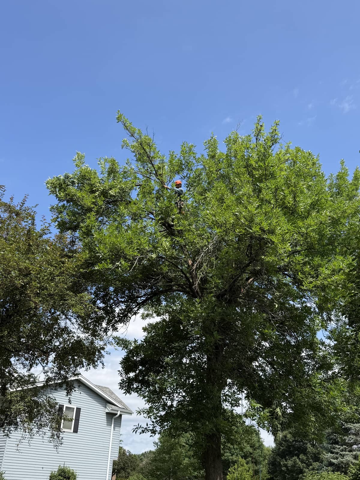 High up on tree while trimming branches