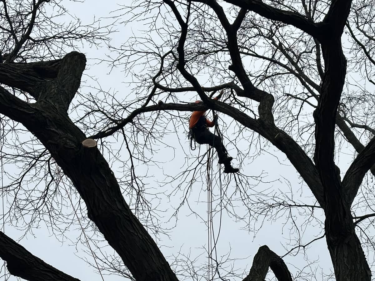 Tree climber suspended in the air as he cuts a tree