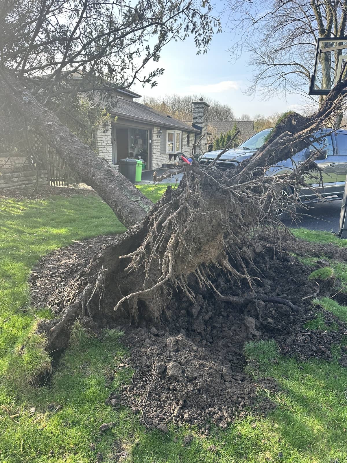 Tree and roots fully removed from the landscape
