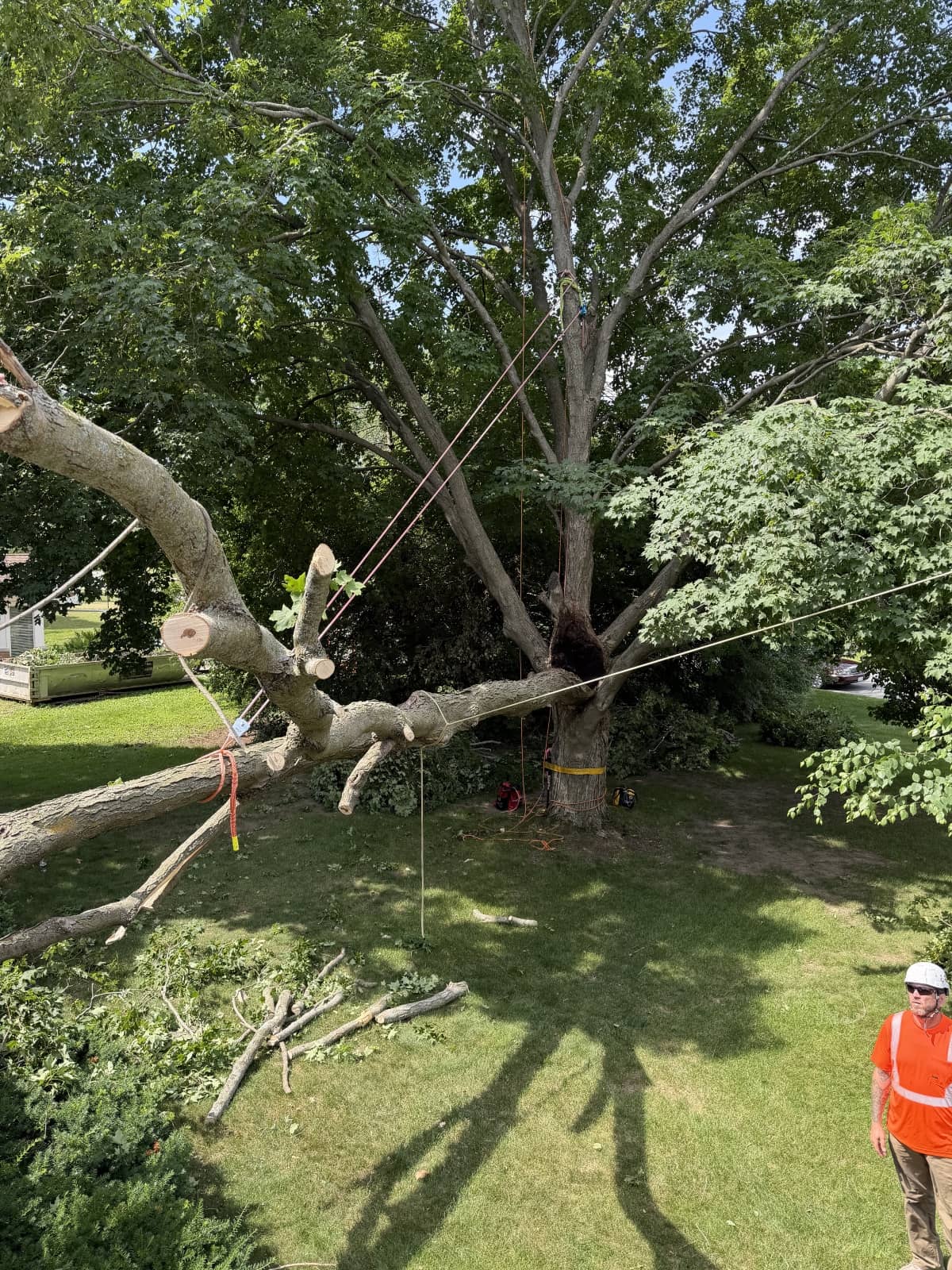 Tree trunk being pulled with ropes tied around it