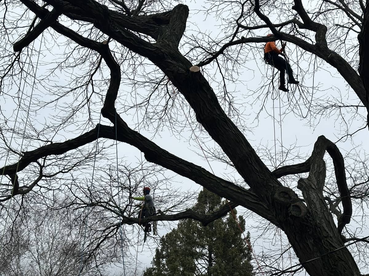 Two tree climbing employees using ropes to move around