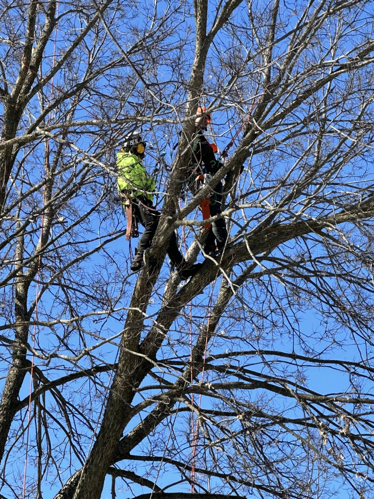 Two workers cutting down tree