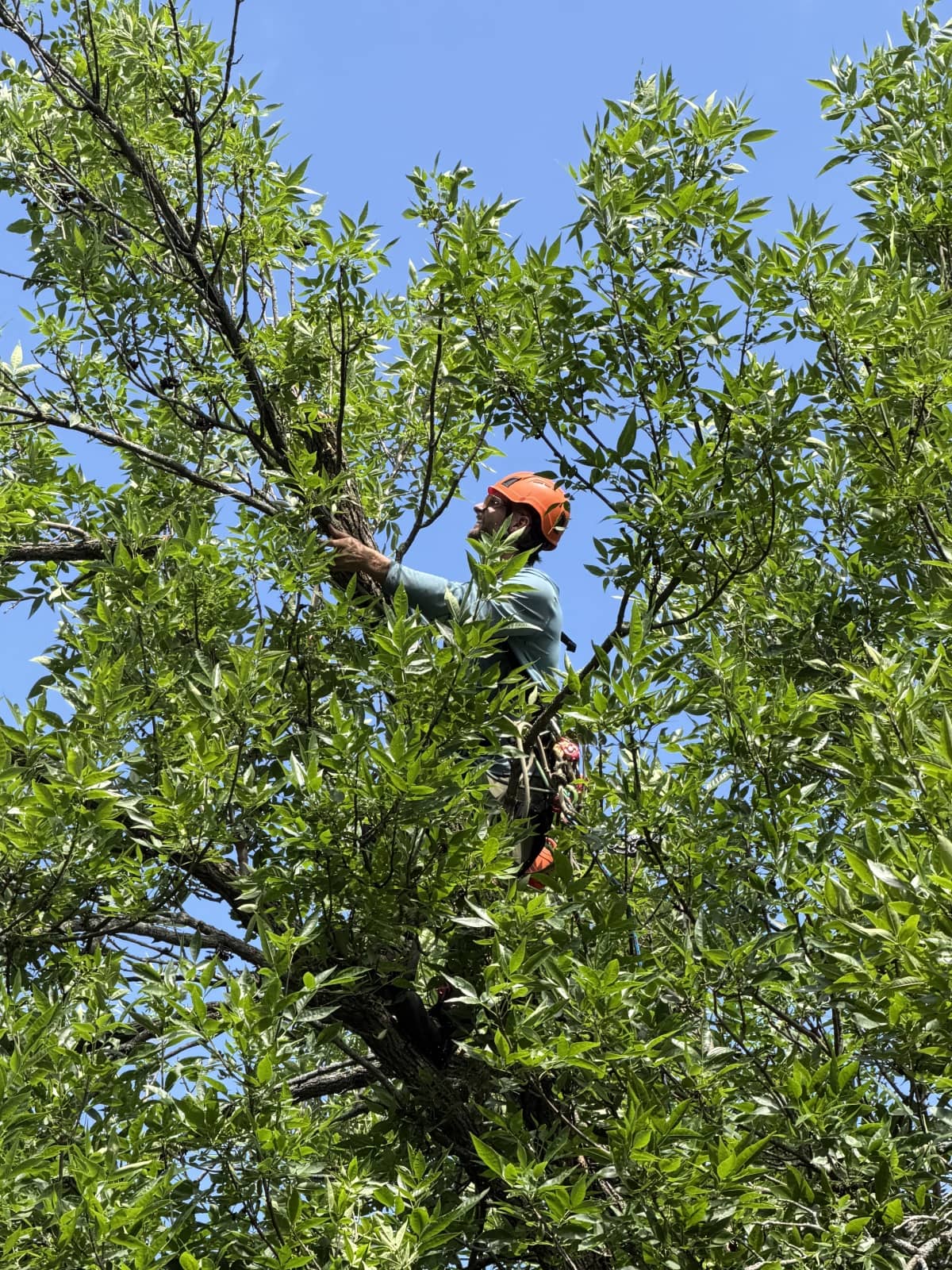 Worker high on tree cutting tree branch in Waukesha